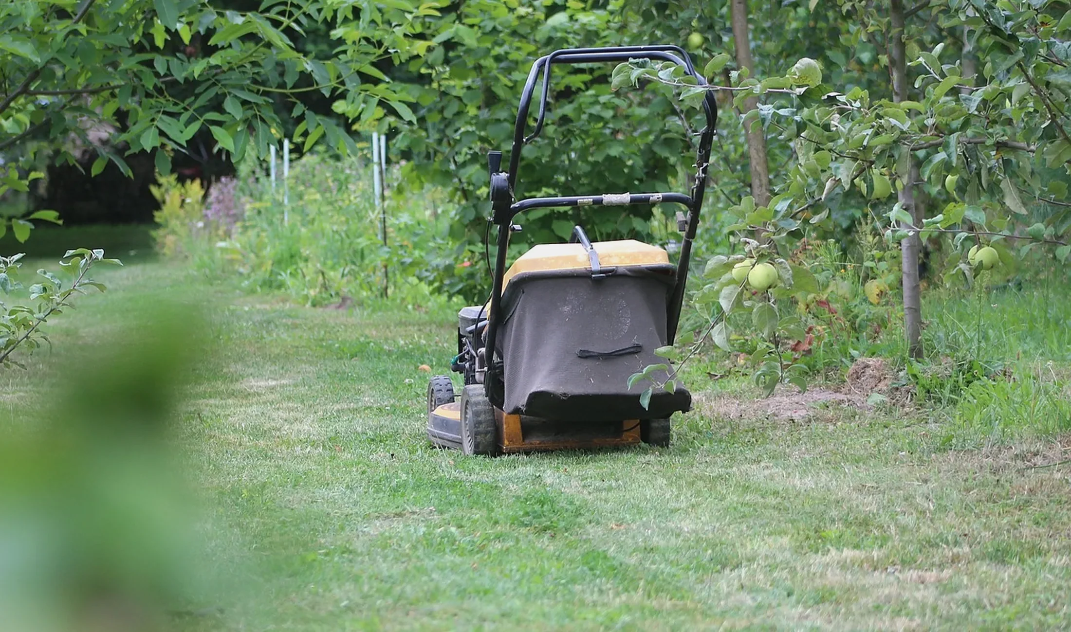 Landscaping: lawnmower, grass, lawn (stock photo)